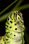 Bruco di Papilio machaon.... Bruco di Papilio machaon....