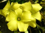 yellow yellow