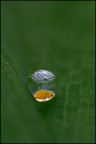 Biosfera Biosfera