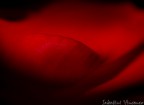 sensuale sensuale