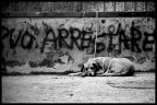 Può arrestare Può arrestare