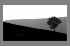 Albero Albero