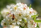 un'ape sui fiori di mandorlo un'ape sui fiori di mandorlo