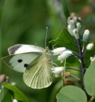 farfalla farfalla