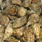 ostriche fines claire 3�