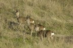 il trio il trio