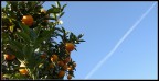 Un pomeriggio sotto l'albero... Un pomeriggio sotto l'albero...