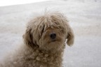 Il mio cane in posa Il mio cane in posa