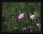 nel campo nel campo