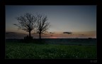 Trees #3 Trees #3