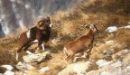 COPPIA DI MUFLONI COPPIA DI MUFLONI