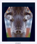 -caprino italico- -caprino italico-