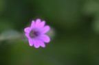 emersione sfocata totale emersione sfocata totale