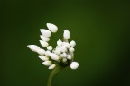 White buds White buds