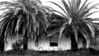L'abbandono (azienda vinicola abbandonata) L'abbandono (azienda vinicola abbandonata)