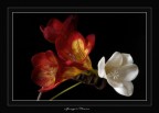 spring@flowers spring@flowers