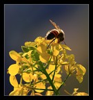 semplicemente ape...