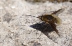 Bombylius Mayor Bombylius Mayor