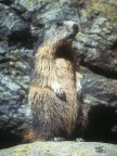 MARMOTTA ALL'ERTA MARMOTTA ALL'ERTA