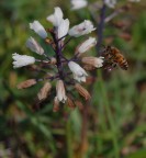 apina apina