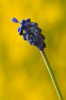 Il pentolino nel giallo Il pentolino nel giallo
