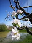 il pesco in fiore il pesco in fiore