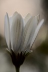 La Sera Del Fiore