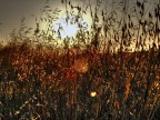 grano al sole 2 grano al sole 2