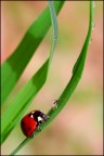 Coccinella affamata Coccinella affamata