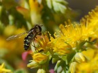 Dittero su fiore Dittero su fiore