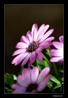 Violet Violet