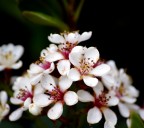 Fiori di primavera
