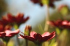 La Primavera, Infine