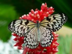 Idea Leuconoe (farfalla tropicale) Idea Leuconoe (farfalla tropicale)
