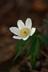 Anemone nemorosa