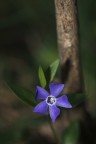 Pervinca Pervinca