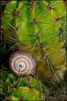 Posizione spinosa Posizione spinosa