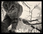 Minu sull'albero Minu sull'albero