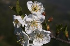 Cigliegi in fiore