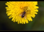 Giallo fatale Giallo fatale