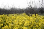 Campo di ..... Campo di .....