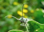 La mia prima macro naturalistica La mia prima macro naturalistica