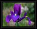 ancora iris