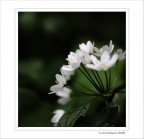 Candore.... nel sottobosco