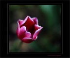Il tulipano.... Il tulipano....