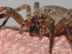 Spider Spider