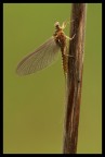 Effimera - Baetis rhodani Effimera - Baetis rhodani