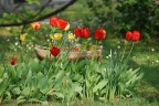 Tulipani Tulipani