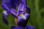 Flower Violet Flower Violet
