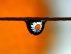 Daisy drop Daisy drop